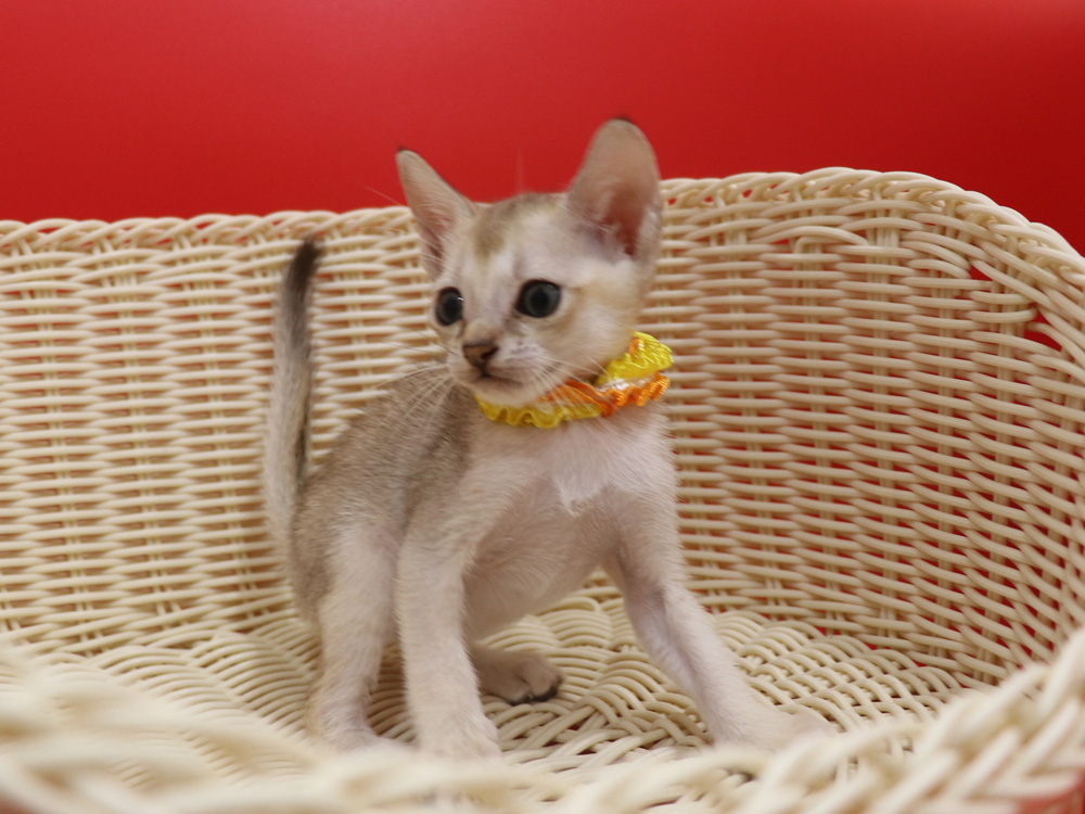 シンガプーラの子猫画像