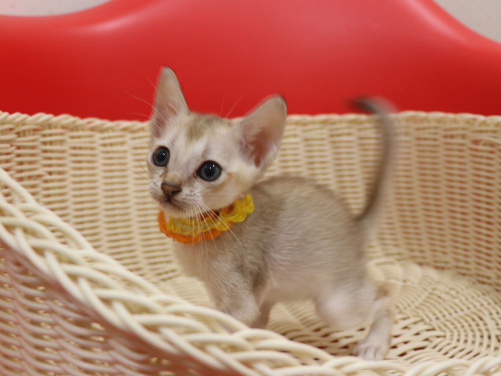シンガプーラの子猫画像