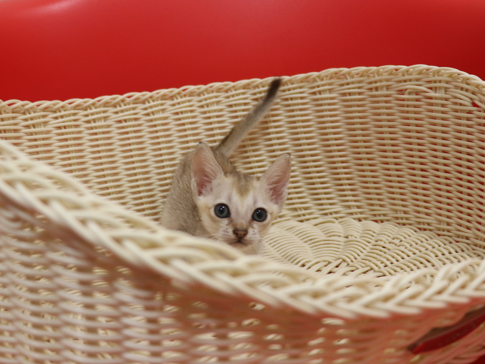 シンガプーラの子猫画像