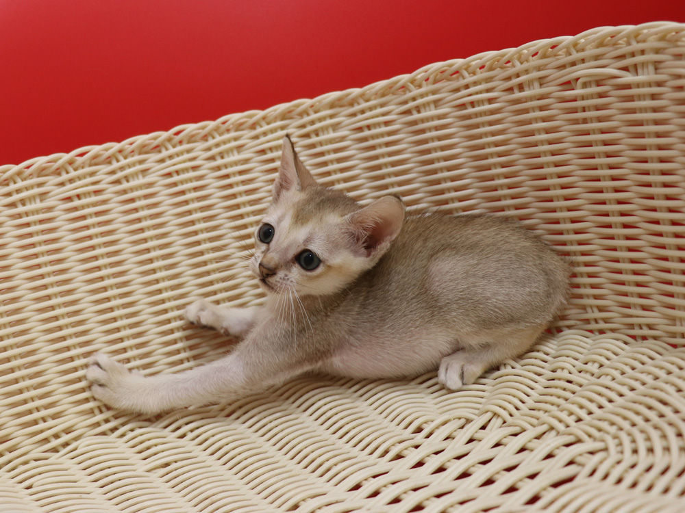 シンガプーラの子猫画像