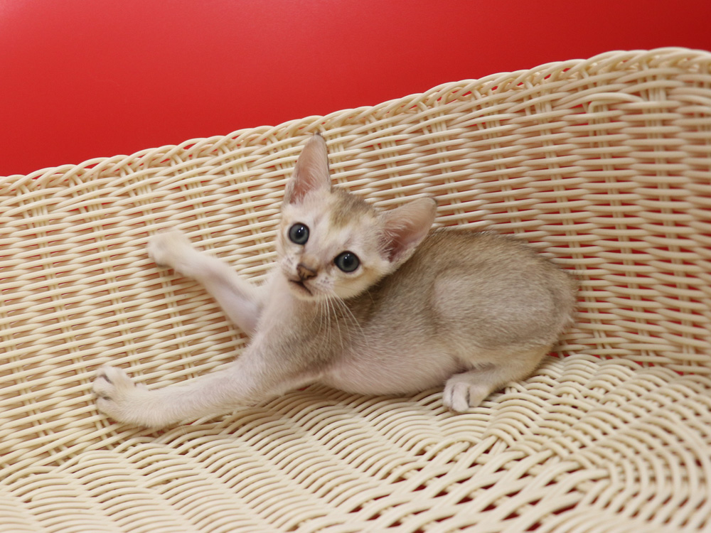 シンガプーラの子猫画像