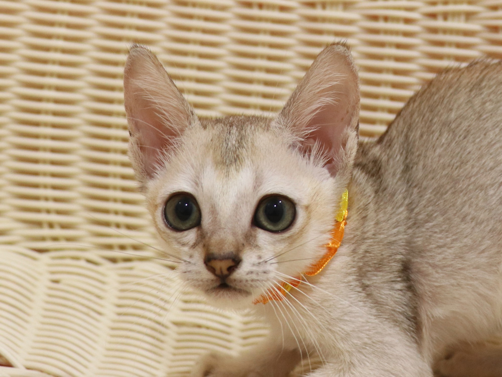 シンガプーラの子猫画像