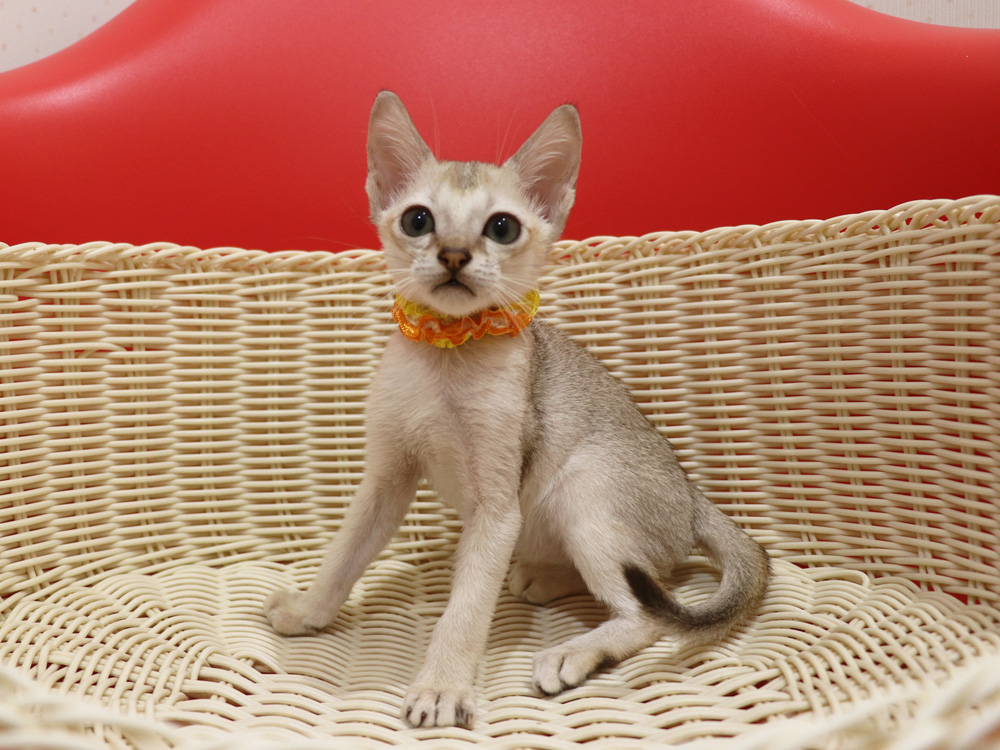 シンガプーラの子猫画像