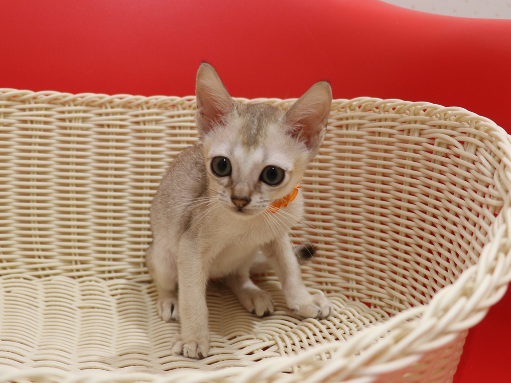 シンガプーラの子猫画像