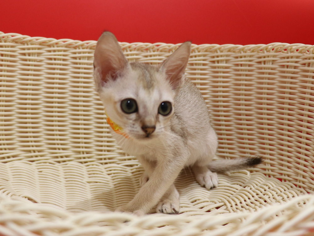 シンガプーラの子猫画像