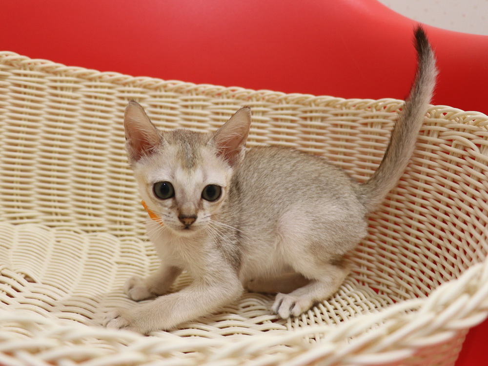 シンガプーラの子猫画像