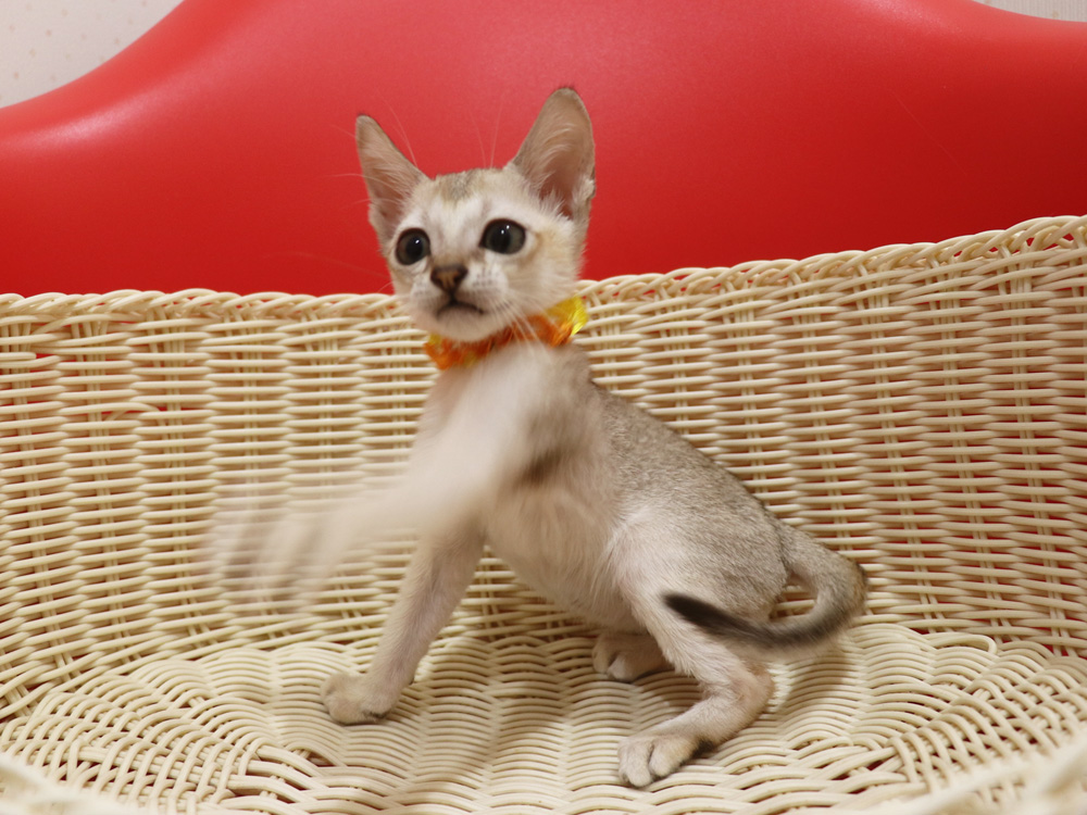 シンガプーラの子猫画像