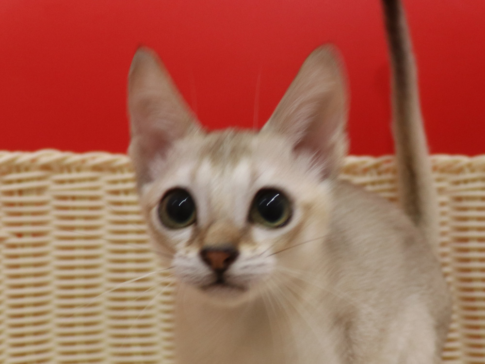 シンガプーラの子猫画像