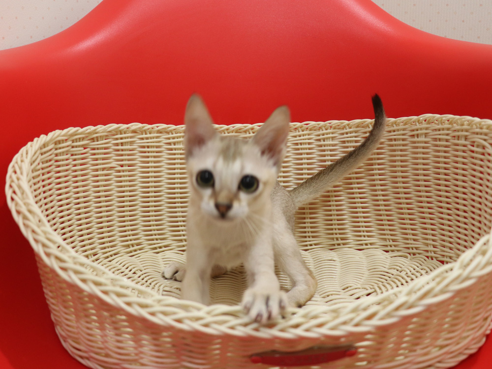 シンガプーラの子猫画像