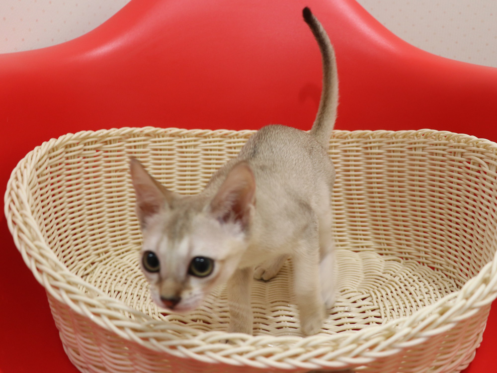 シンガプーラの子猫画像