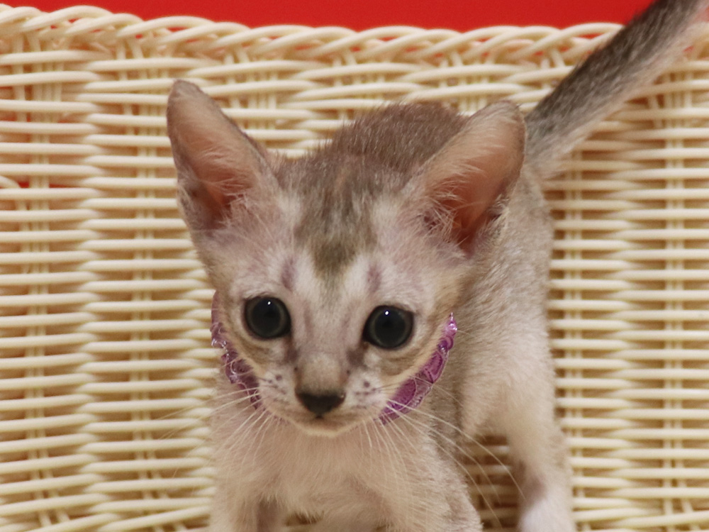 シンガプーラの子猫画像