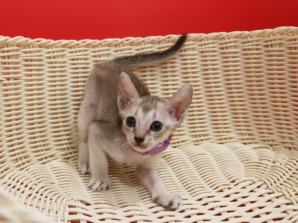 シンガプーラの子猫画像