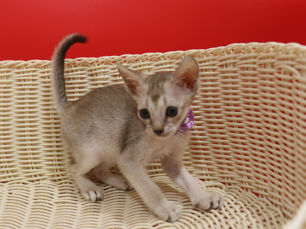 シンガプーラの子猫画像