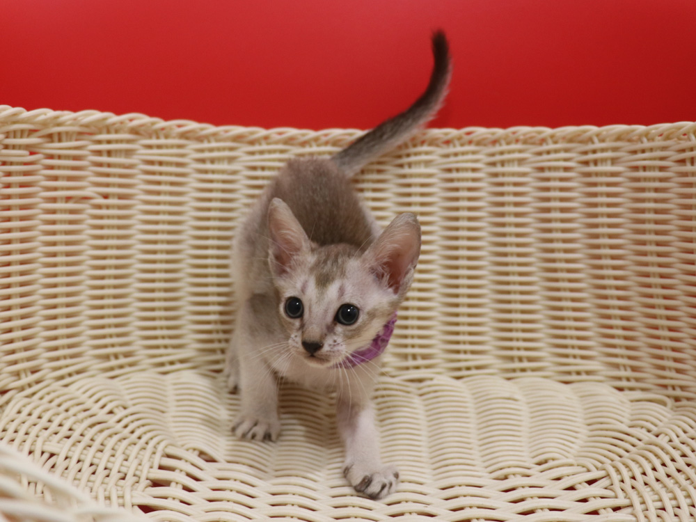 シンガプーラの子猫画像