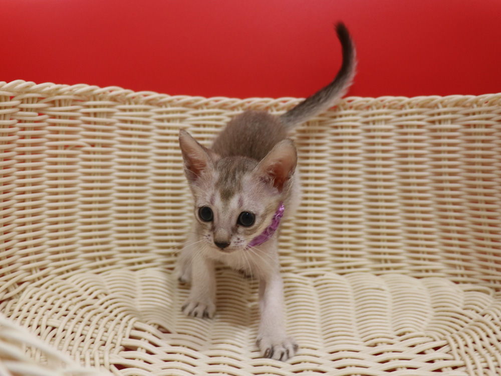 シンガプーラの子猫画像