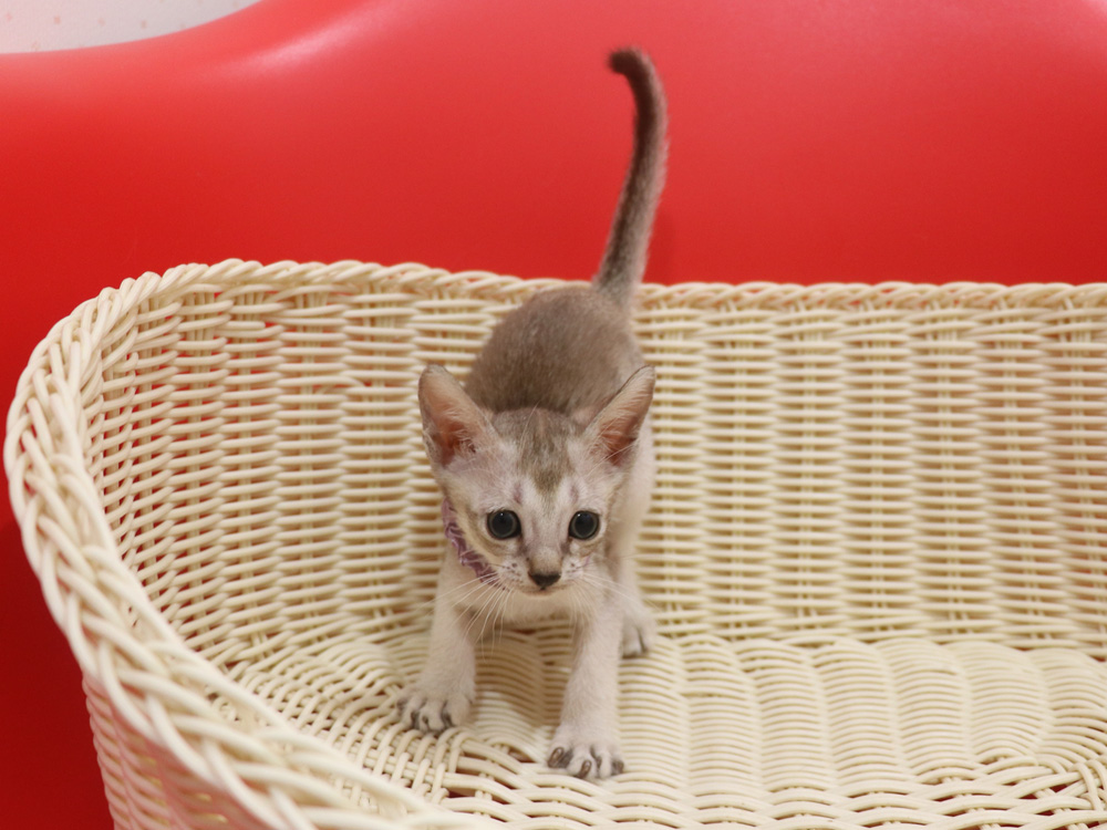 シンガプーラの子猫画像