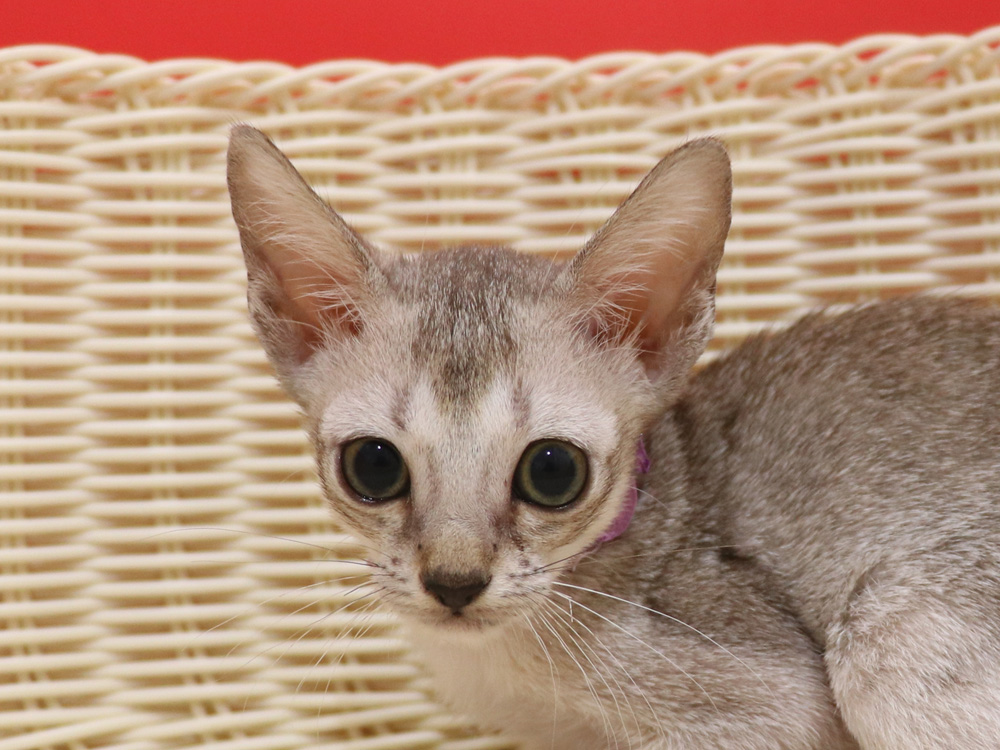 シンガプーラの子猫画像