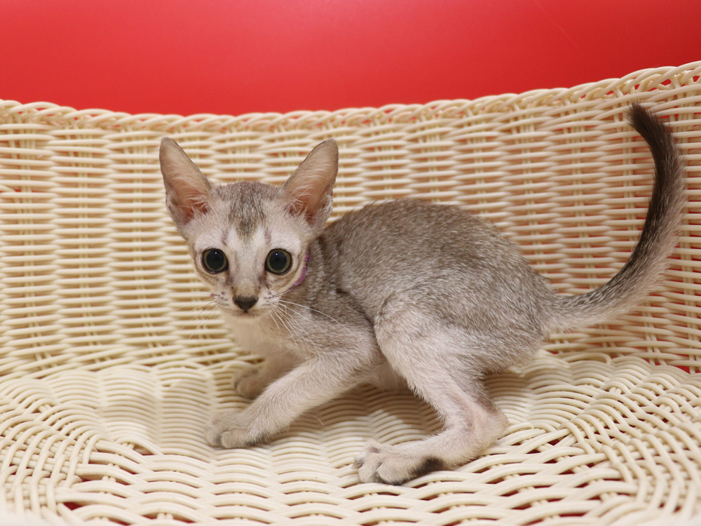シンガプーラの子猫画像