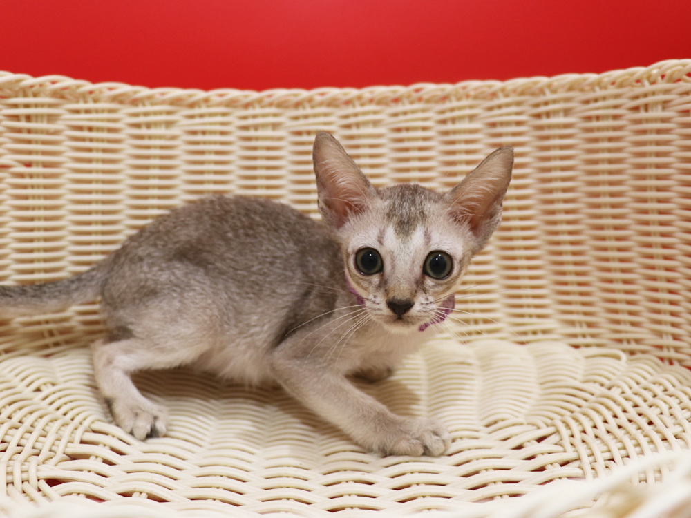 シンガプーラの子猫画像