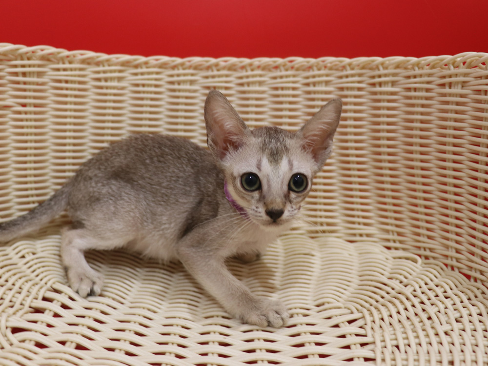 シンガプーラの子猫画像