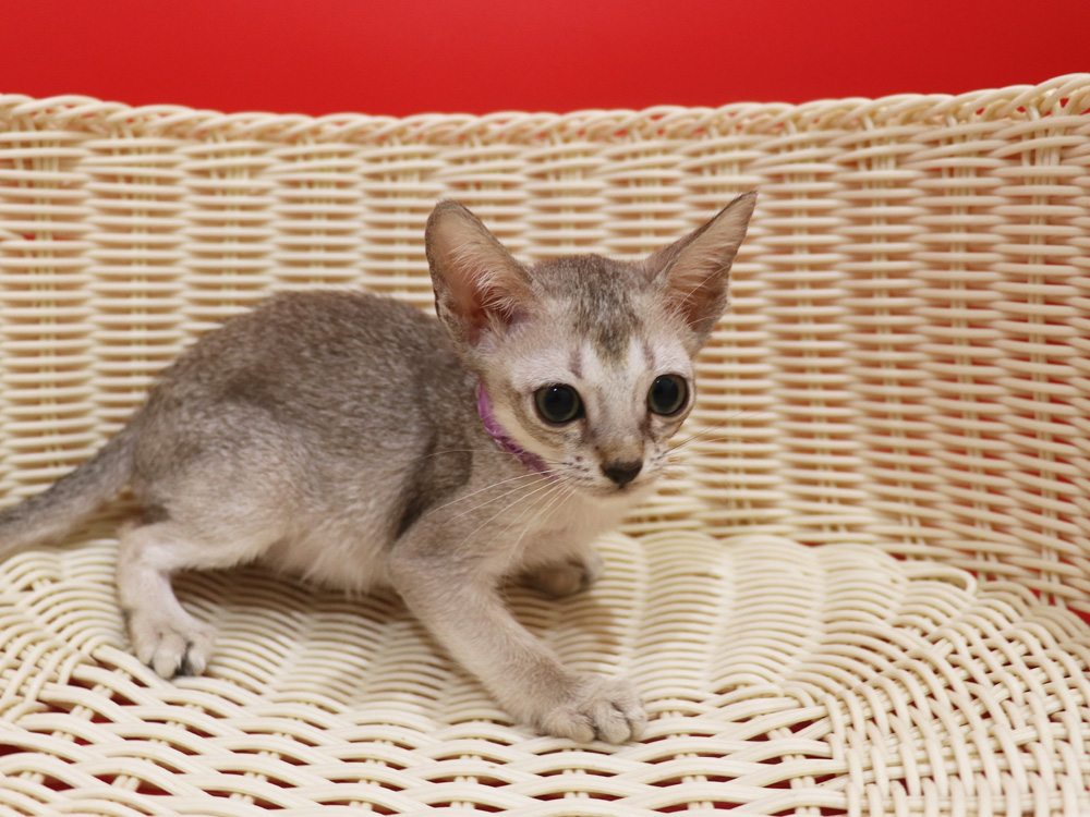 シンガプーラの子猫画像