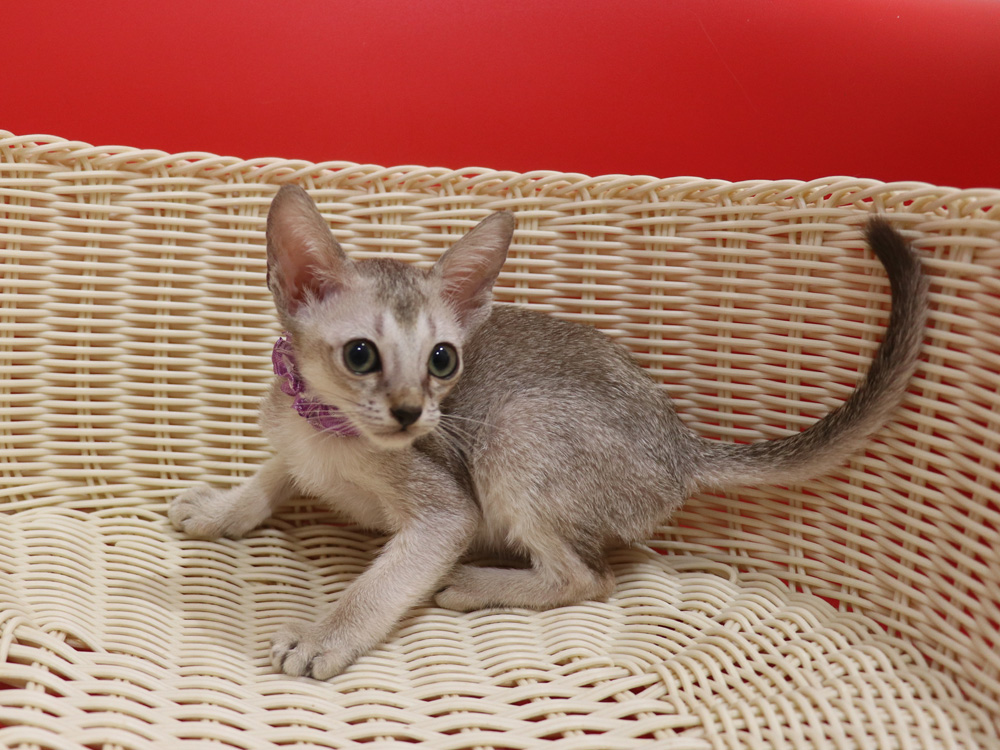 シンガプーラの子猫画像