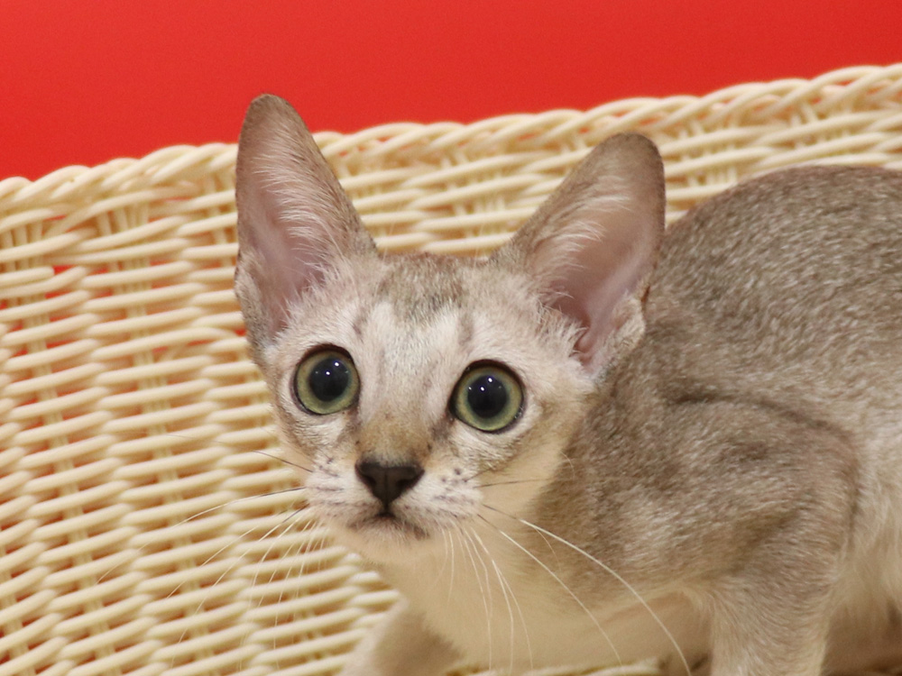 シンガプーラの子猫画像