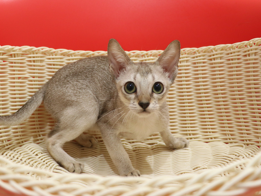 シンガプーラの子猫画像