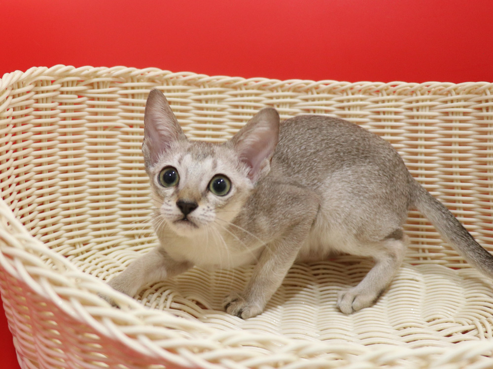 シンガプーラの子猫画像