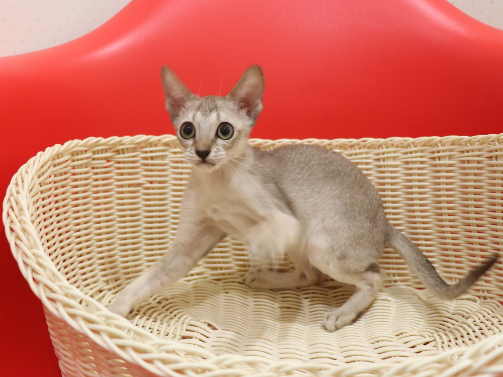 シンガプーラの子猫画像