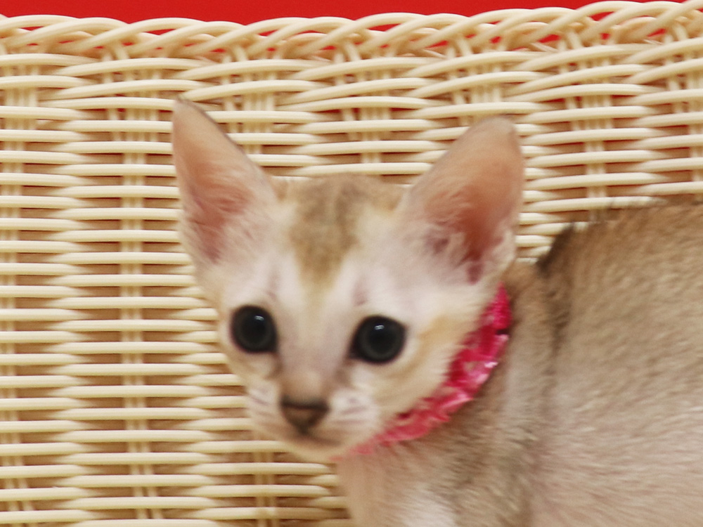 シンガプーラの子猫画像