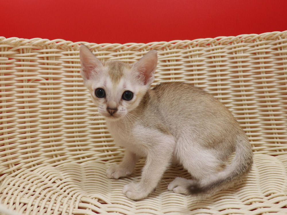 シンガプーラの子猫画像