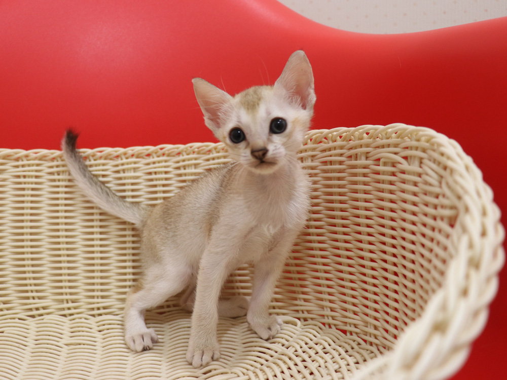 シンガプーラの子猫画像
