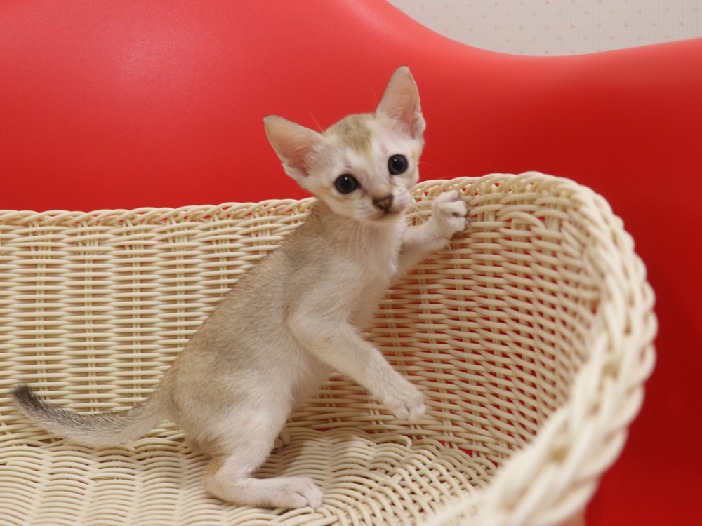 シンガプーラの子猫画像