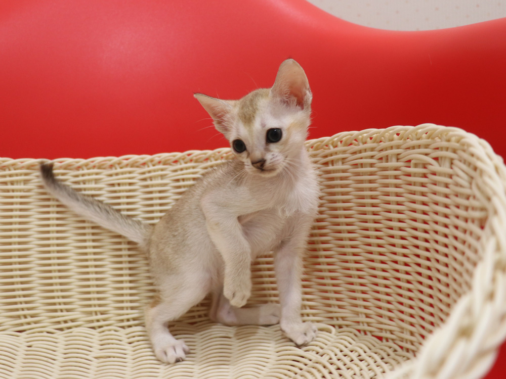 シンガプーラの子猫画像