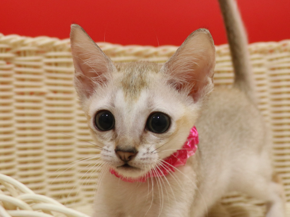 シンガプーラの子猫画像
