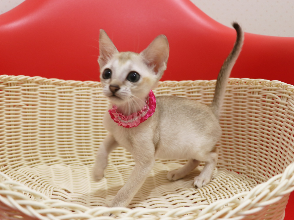 シンガプーラの子猫画像