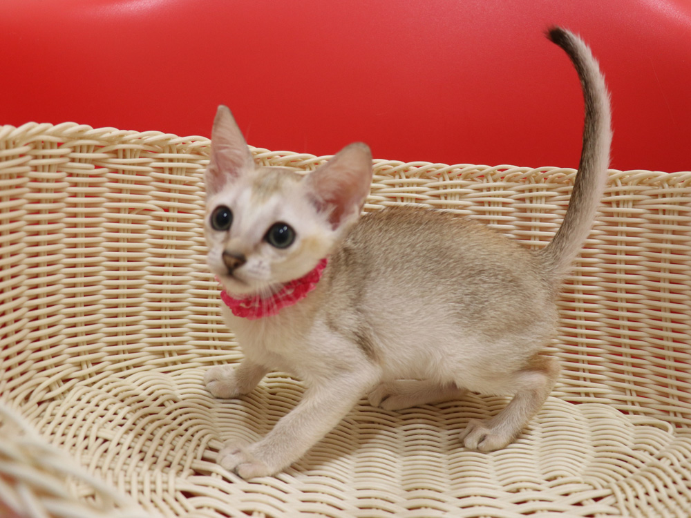 シンガプーラの子猫画像