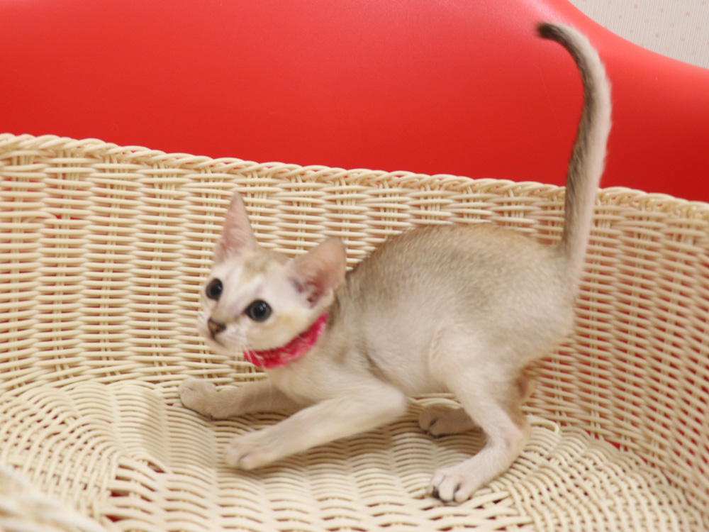 シンガプーラの子猫画像