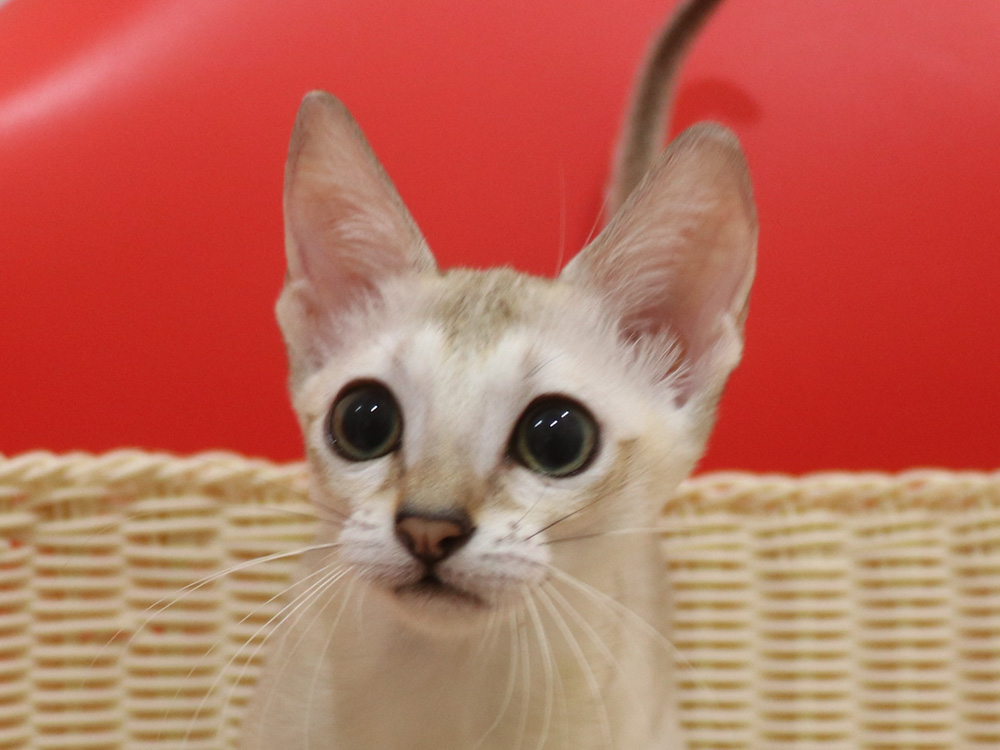 シンガプーラの子猫画像