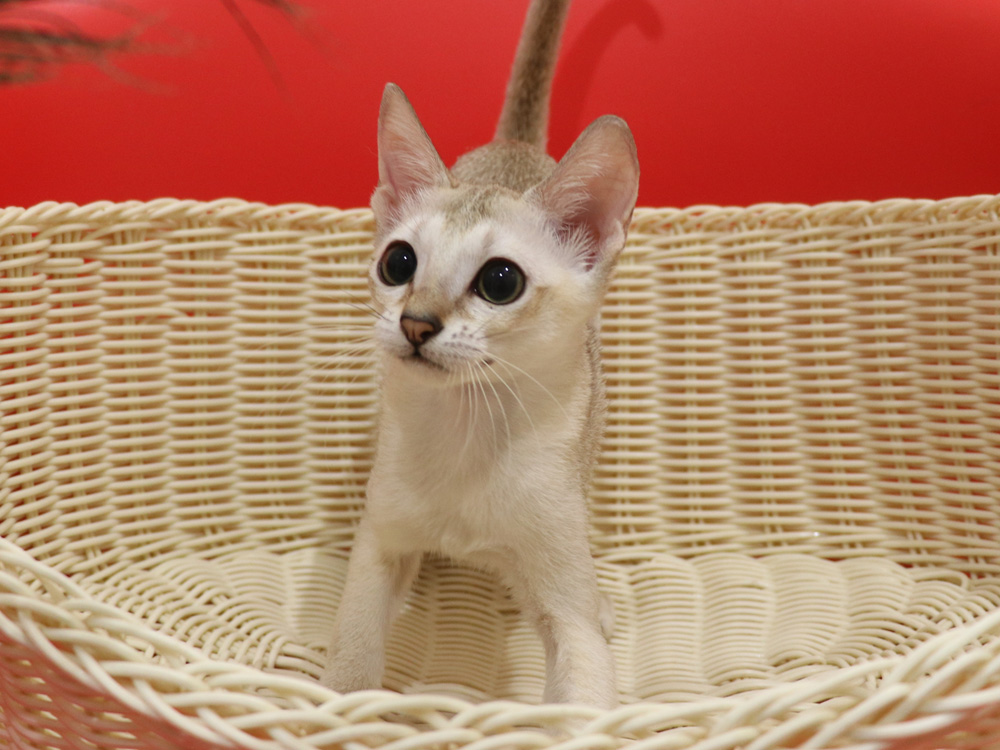 シンガプーラの子猫画像