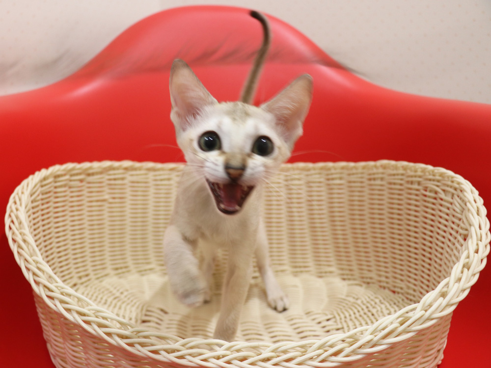 シンガプーラの子猫画像