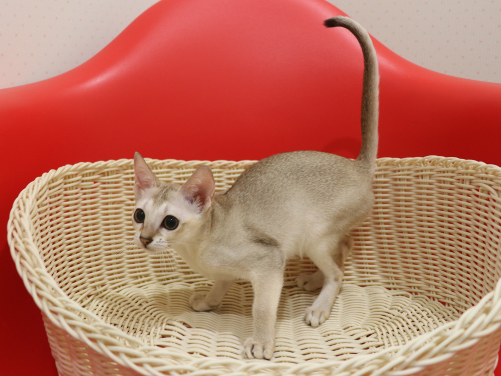 シンガプーラの子猫画像