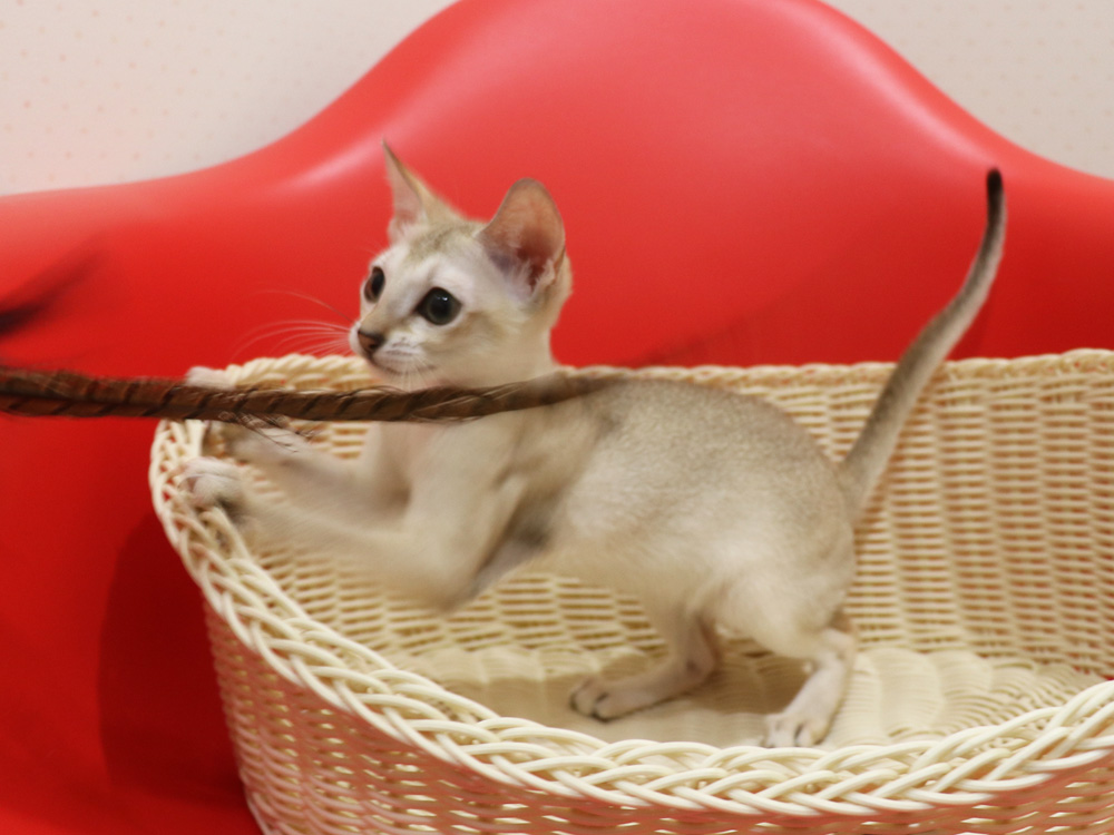 シンガプーラの子猫画像