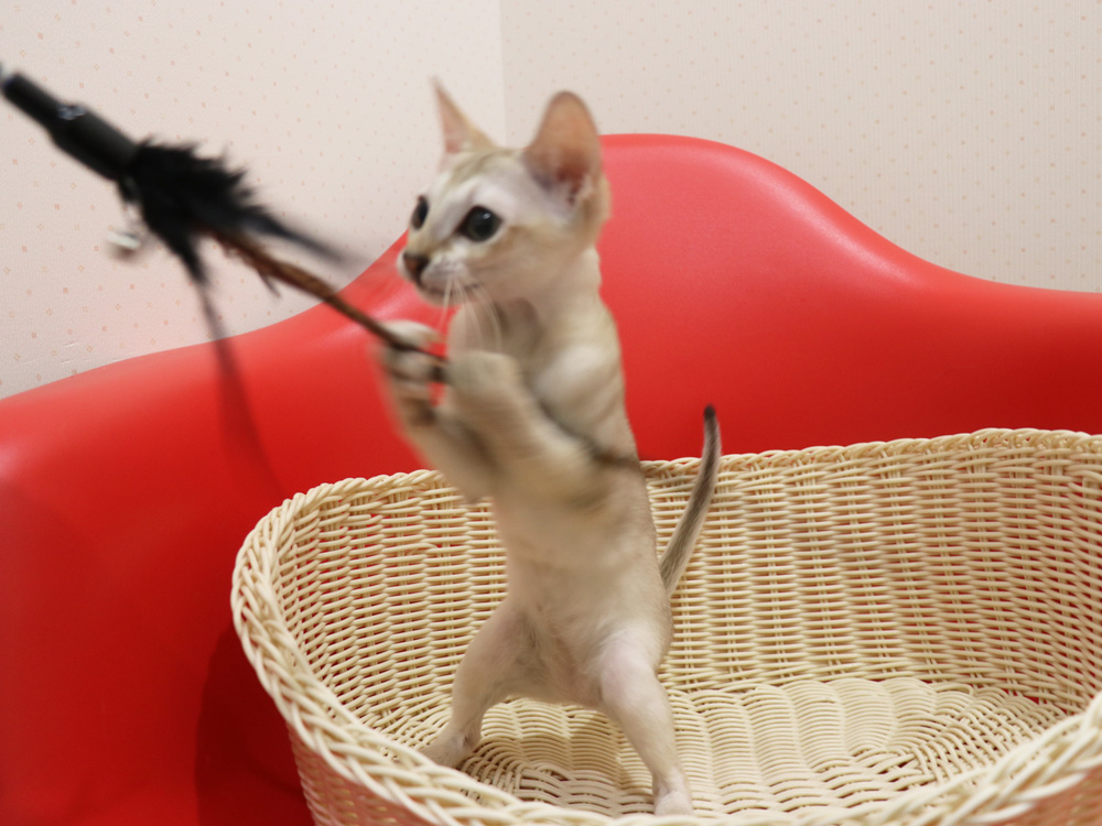 シンガプーラの子猫画像
