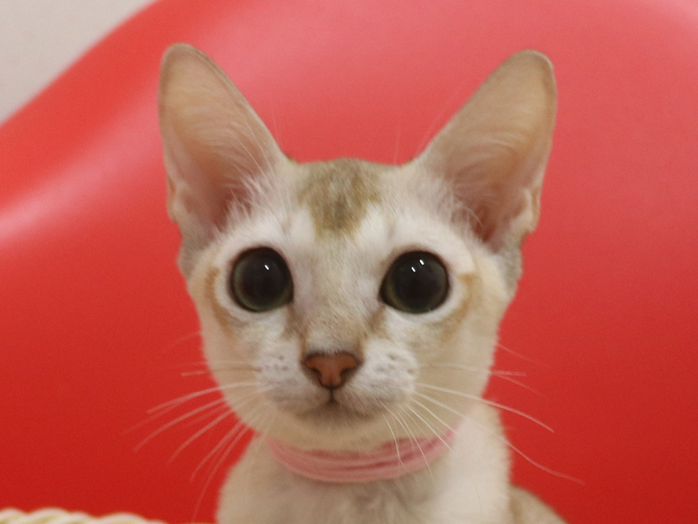 シンガプーラの子猫画像