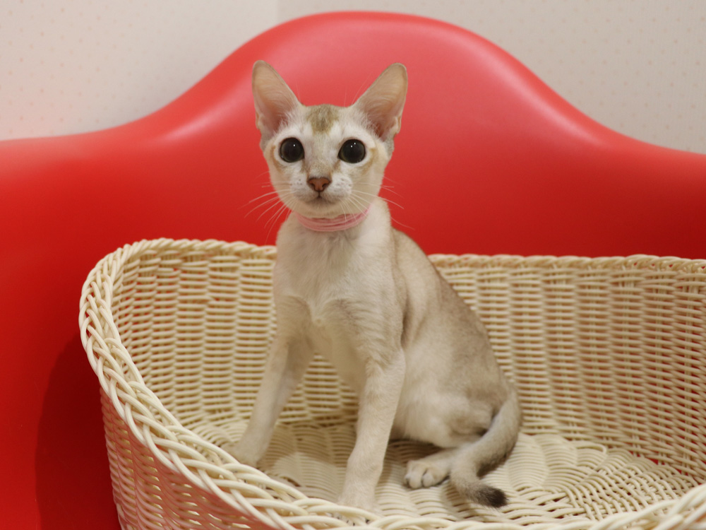 シンガプーラの子猫画像