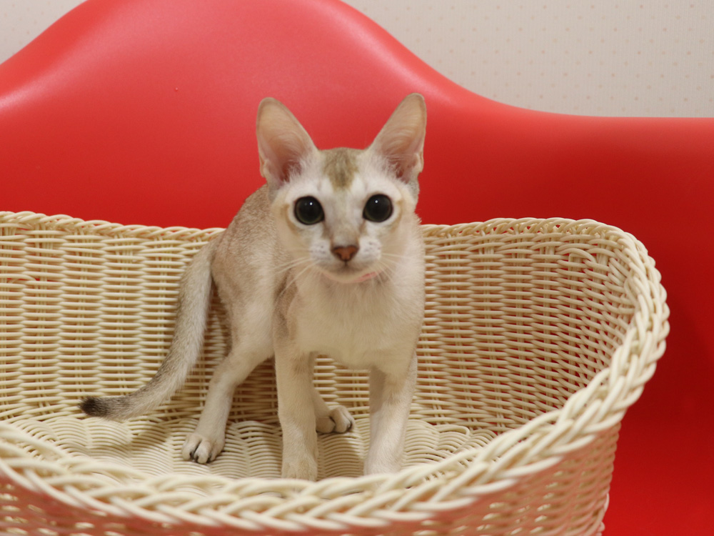 シンガプーラの子猫画像