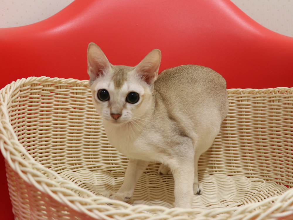 シンガプーラの子猫画像