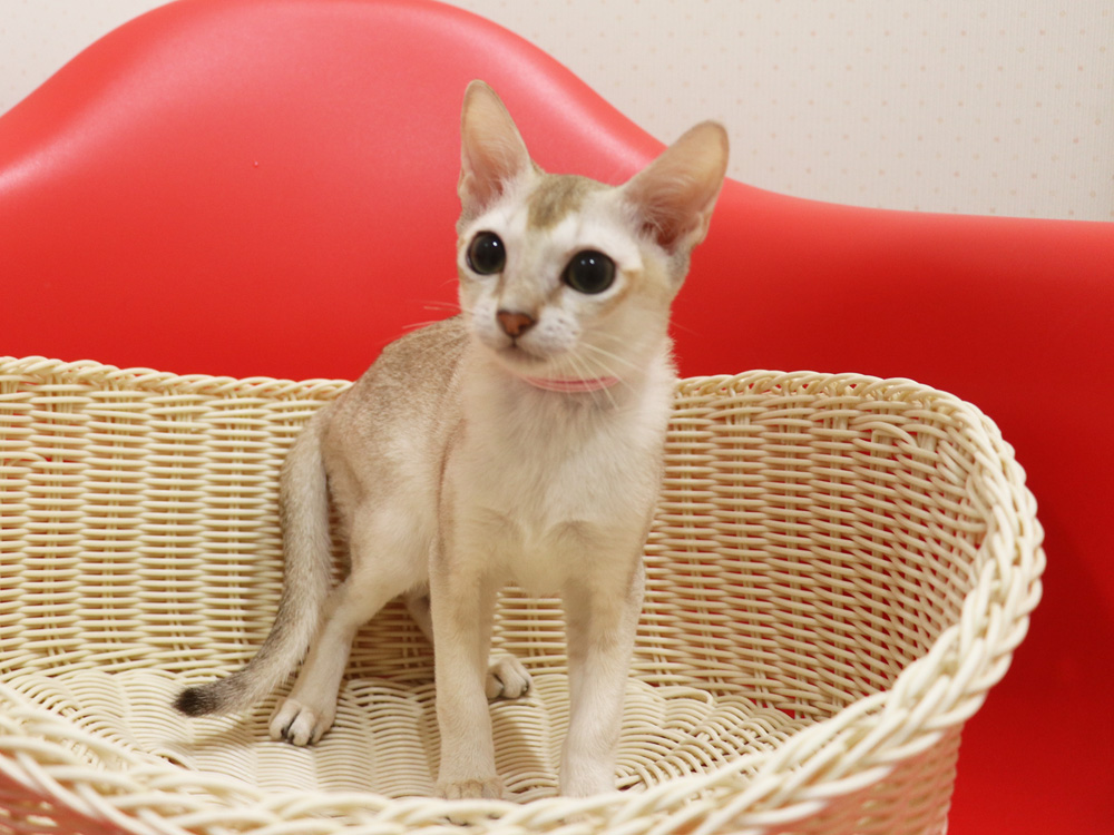 シンガプーラの子猫画像